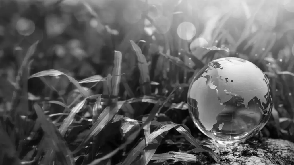 Crystal ball on moss to illustrate the importance of ESG monitoring